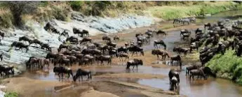  4 Days Ndutu Migration Safari | Kizza Adventure